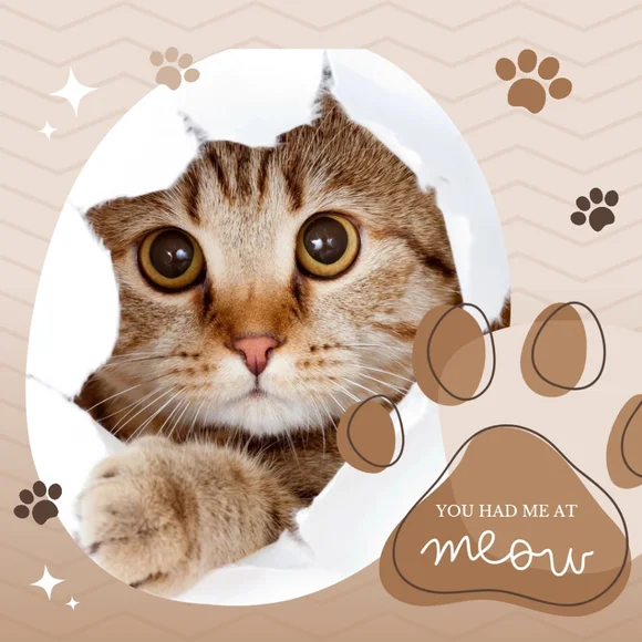 Like this post to be notified of new listed cat items!! ππΈπββ¬οΈπ» - Picture 5 of 6